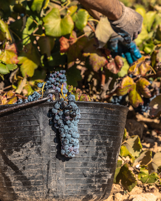 Adolfo Cano Reviews the 2026 Harvest and Outlines DO Almansa’s Priorities for 2027 4 Fotos noticia web vertical 3 1